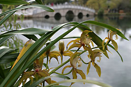 Orchids in Black Dragon Pool park, Lijiang