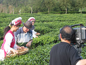 Peter being filmed picking tea leaves in Expo tea garden