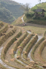 Working the rice terraces above Ping'an, Longsheng
