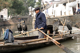 Cormorant fisherman rowing on Tongli canal
