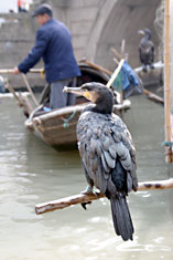 Cormorant and fisherman on Tongli canal